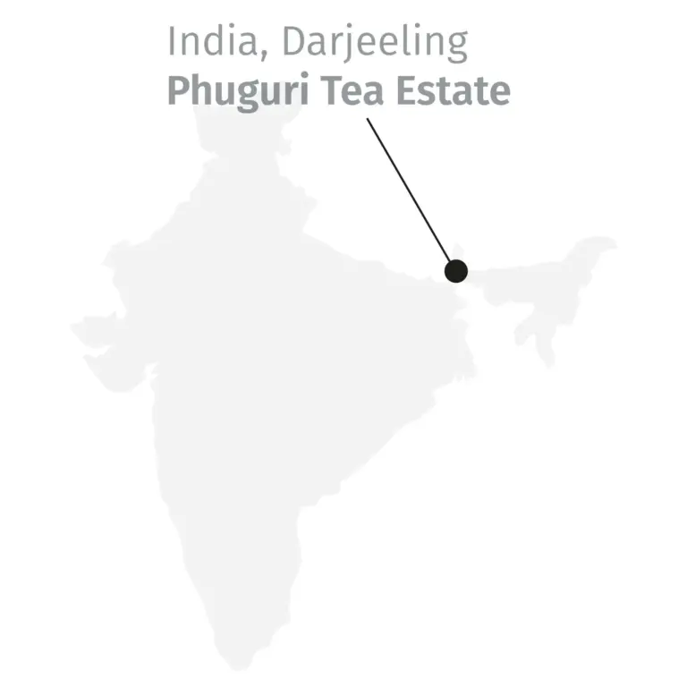 Darjeeling Phuguri, primo raccolto (3)